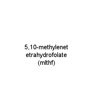 5,10-methylenetetrahydrofolate (mlthf)